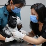 La Clínica Veterinaria y Zootecnia de la Universidad Central brinda sus servicios a la comunidad