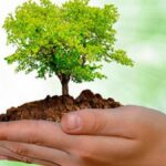Día Internacional del Árbol